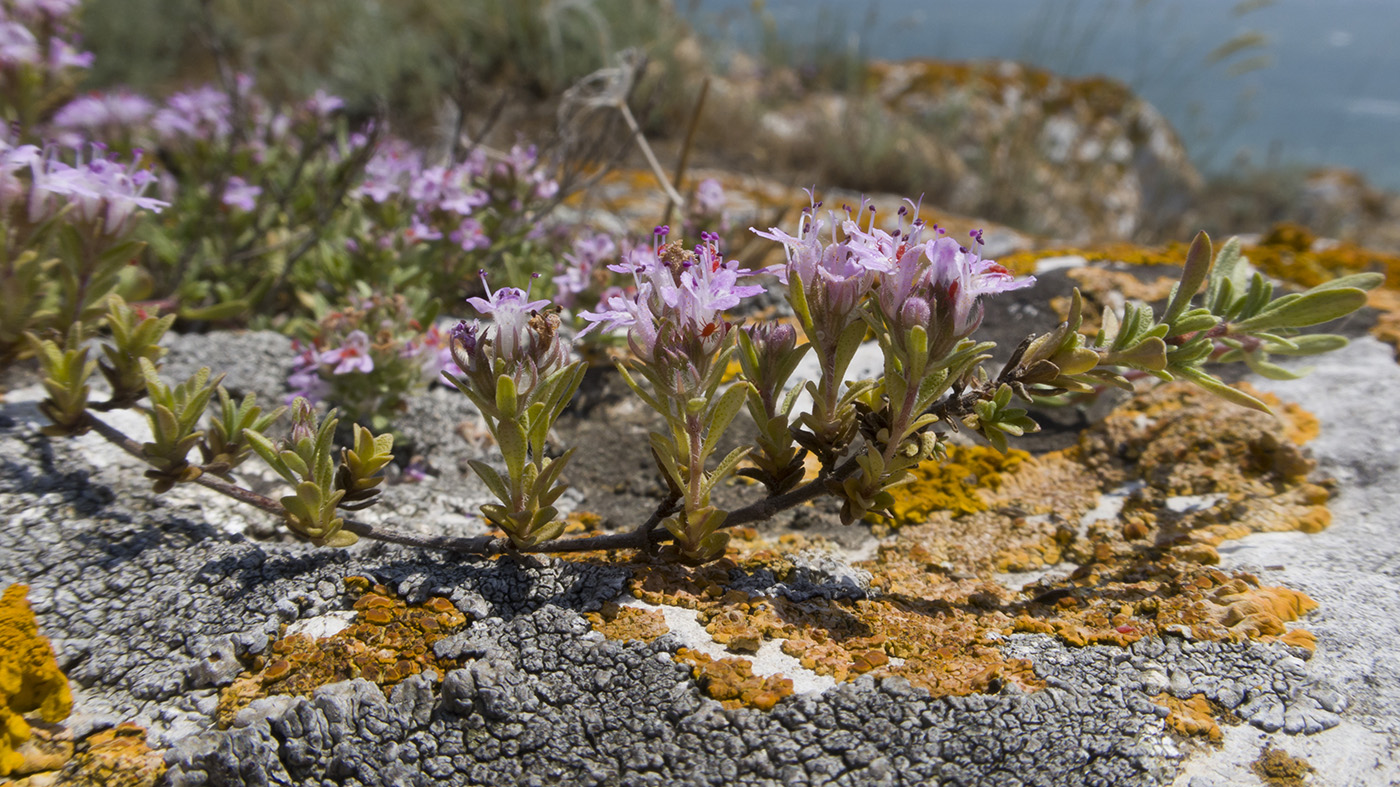 Изображение особи род Thymus.