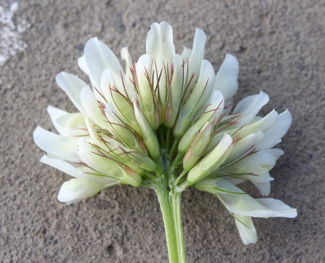Image of Trifolium lupinaster specimen.