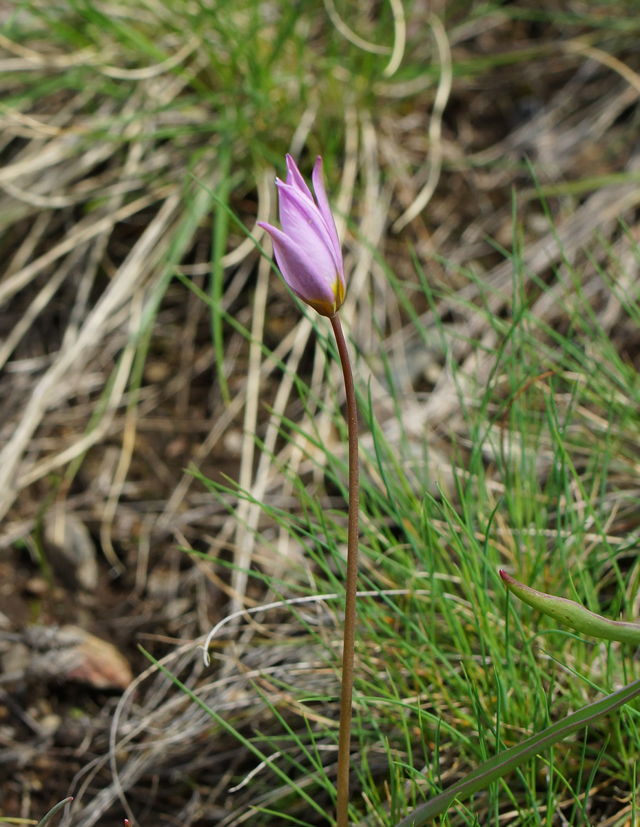 Image of Tulipa patens specimen.