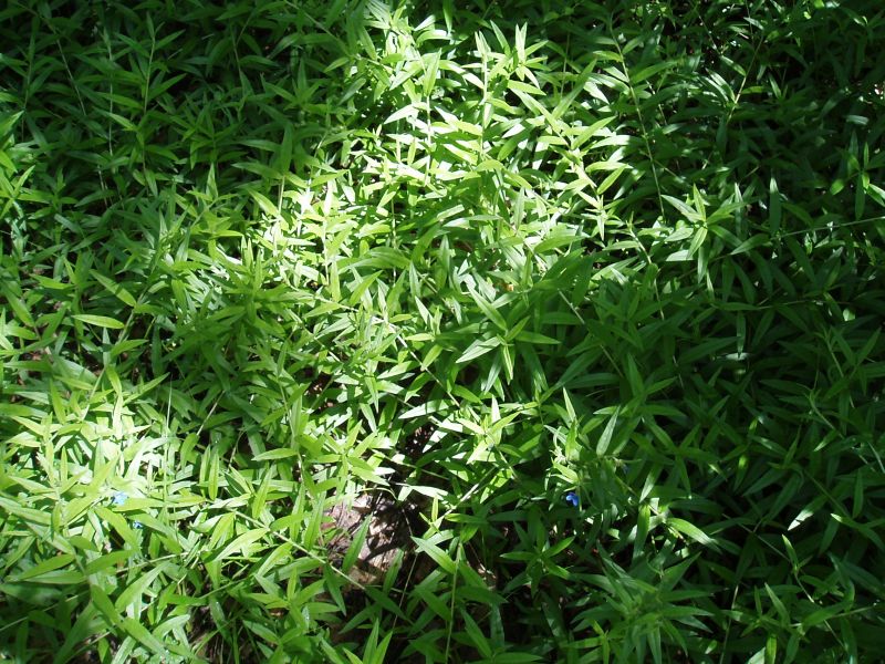 Image of Aegonychon purpureocaeruleum specimen.