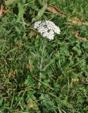 Achillea setacea