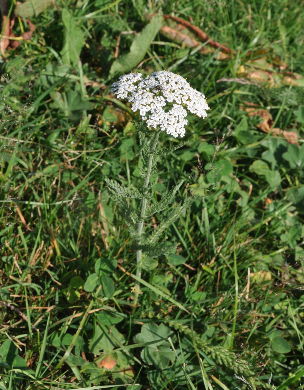 Изображение особи Achillea setacea.