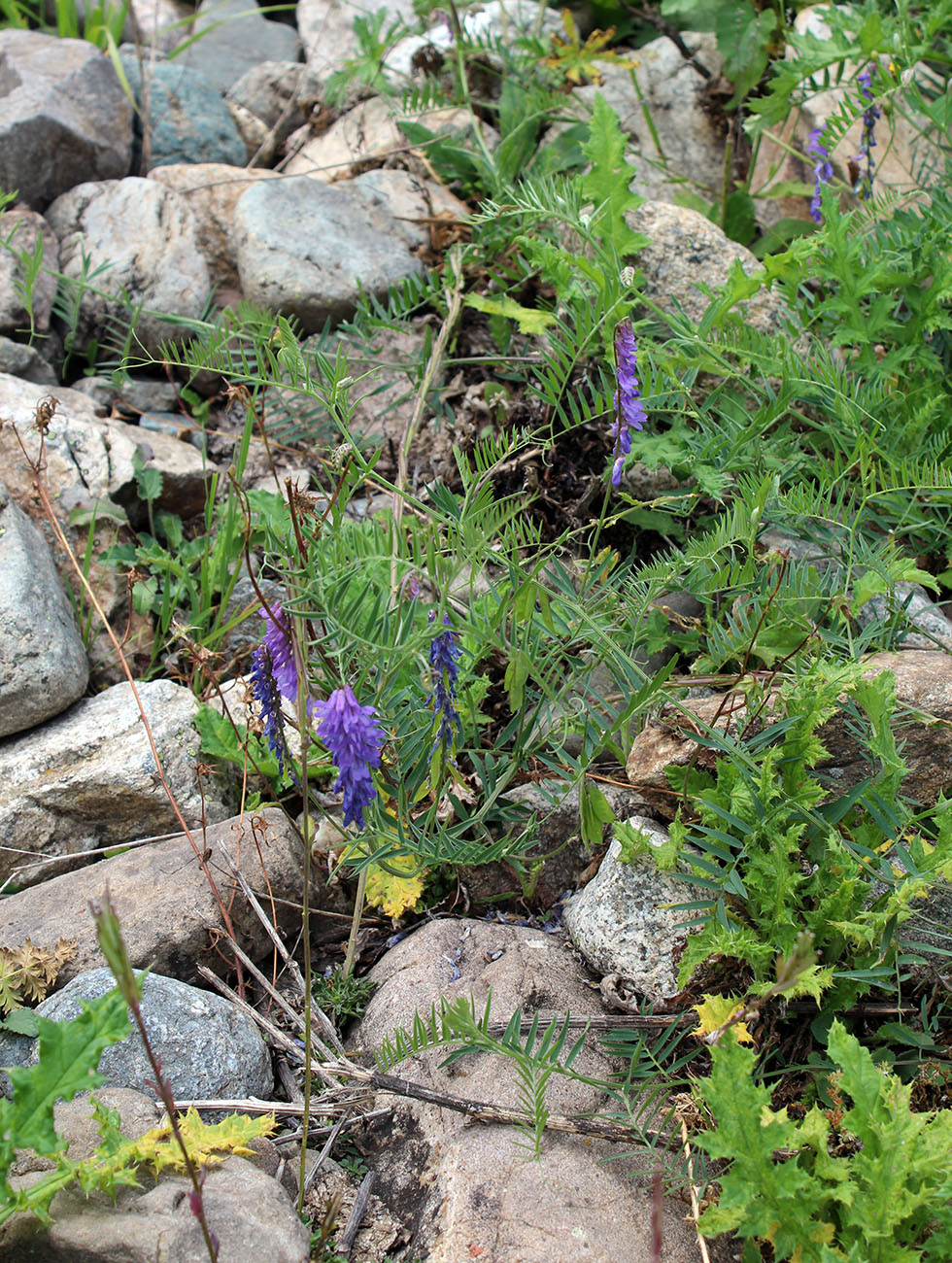 Изображение особи Vicia grossheimii.