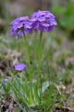 Primula algida. Цветущее растение. Кыргызстан, Иссык-Кульская обл., Внутренний Тянь-Шань, хр. Терскей Ала-Тоо, ущ. Чон-Кызылсуу, горная степь в р-не левого притока Саватор (в 3 км выше метеостанции), 2650 м н.у.м. 17.05.2018.