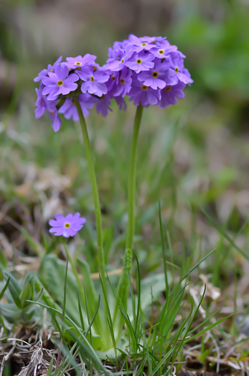 Изображение особи Primula algida.