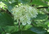 Sorbus intermedia. Соцветие. Крым, Симферополь, ботсад университета. 17 мая 2010 г.