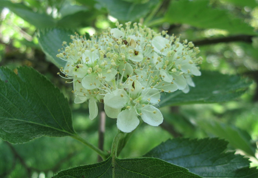 Изображение особи Sorbus intermedia.