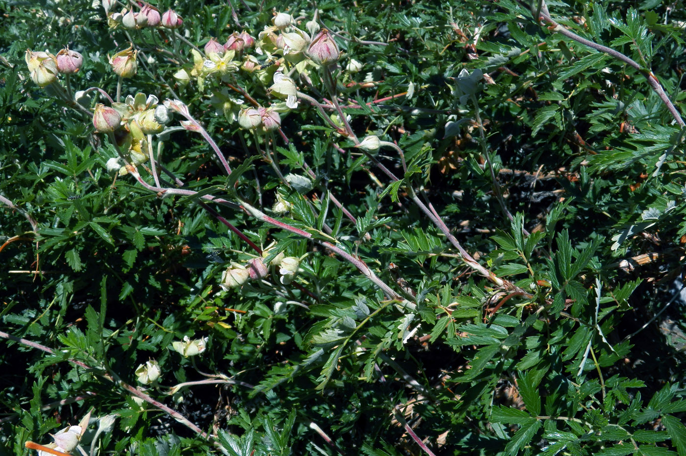 Image of Farinopsis salesoviana specimen.