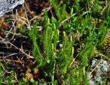 Lycopodium annotinum. Спороносящие растения. Алтай, Катунский хребет, берег оз. Верхнее Мультинское, ≈ 1800 м н.у.м., опушка хвойного леса. 01.07.2018.