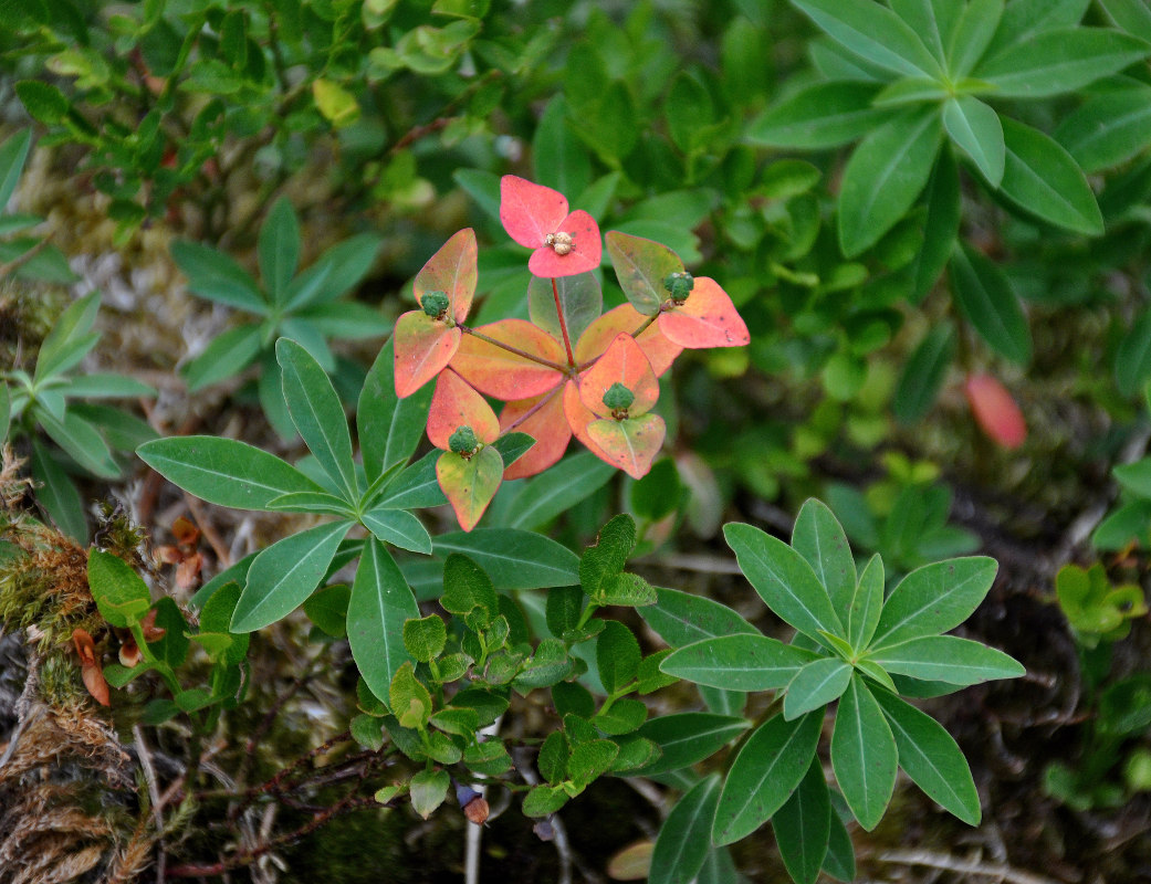 Изображение особи Euphorbia ambukensis.