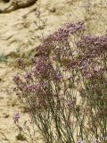 Limonium ferganense. Верхушки разветвлённых цветоносов с соцветиями. Кыргызстан, Ошская обл., Карасуйский р-н, окр. аила Ак-Терек, между г. Ош и пос. Ноокат; Юго-Западный Тянь-Шань, Ферганская долина, сыртовая равнина на северном шлейфе Алайского хребта в междуречье Аравана и Ак-Бууры, перевал Дозгундован; подгорная пустыня на бедлендах, обнажение светлых гипсоносных пестроцветов, выс. 1400 м н.у.м. 20 августа 2018 г.