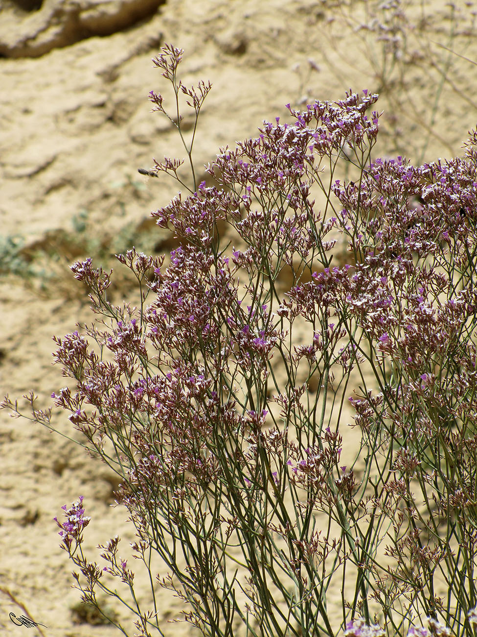 Изображение особи Limonium ferganense.