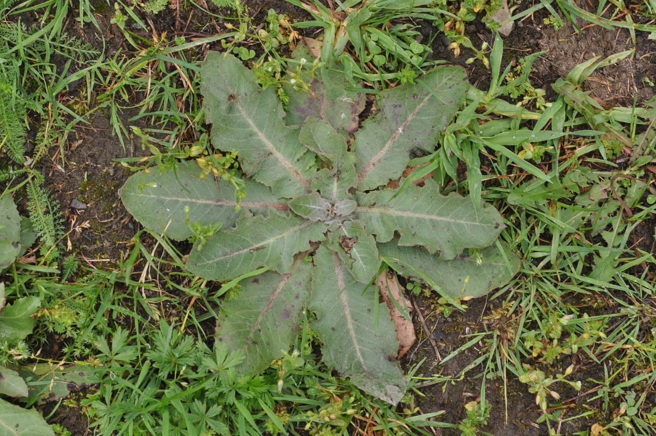 Image of Trommsdorffia maculata specimen.