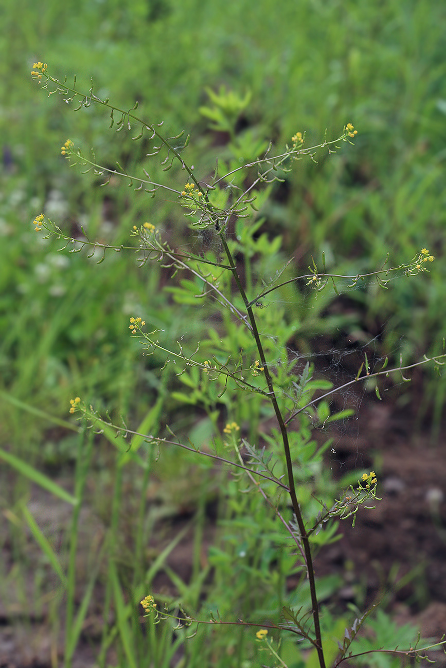 Image of Rorippa palustris specimen.