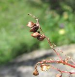 Aconogonon panjutinii. Часть соплодия. Кабардино-Балкария, Эльбрусский р-н, долина р. Ирик, ок. 2300 м н.у.м., субальпийский луг. 05.08.2018.