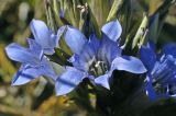 Gentiana kirilowii