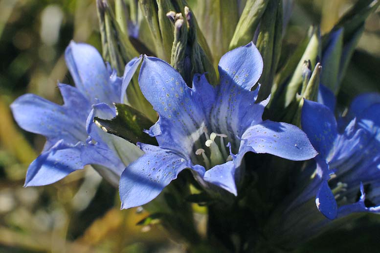 Изображение особи Gentiana kirilowii.