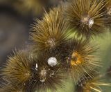 Opuntia aciculata