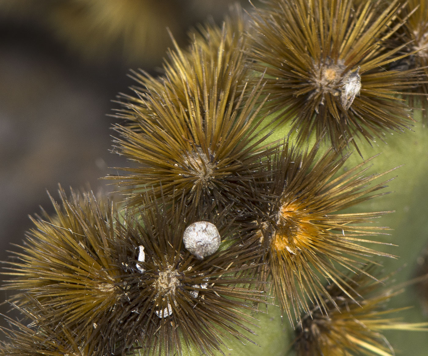 Изображение особи Opuntia aciculata.