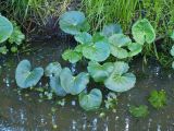 Caltha palustris