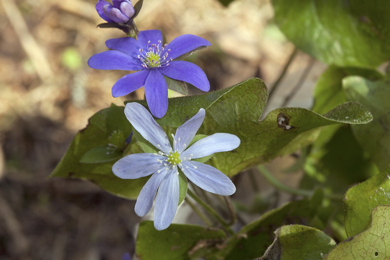 Изображение особи Hepatica nobilis.