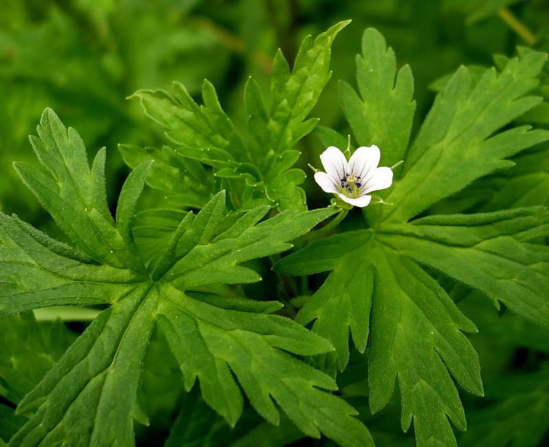 Image of Geranium popovii specimen.