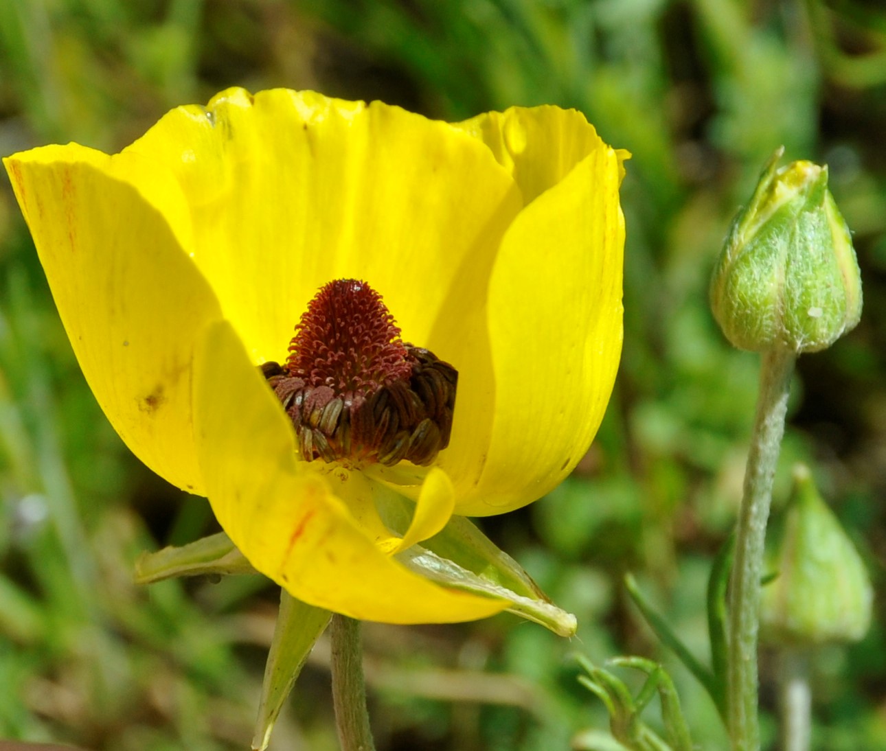 Изображение особи Ranunculus asiaticus.