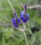 Lavandula multifida. Соцветие. Израиль, Иерусалим, р-н Йемин Моше, в озеленении. 20.01.2018.