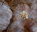 Helichrysum pamphylicum. Соплодие. Турция, Анталья, р-н Аланья, левый борт долины р. Дим, окр. пещеры Дим, в сосновом лесу на скале у дороги. 22.08.2018.