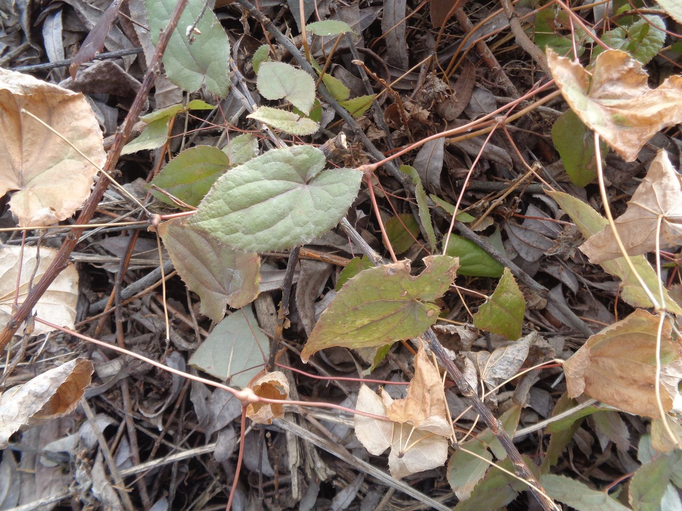 Image of Epimedium × cantabrigiense specimen.