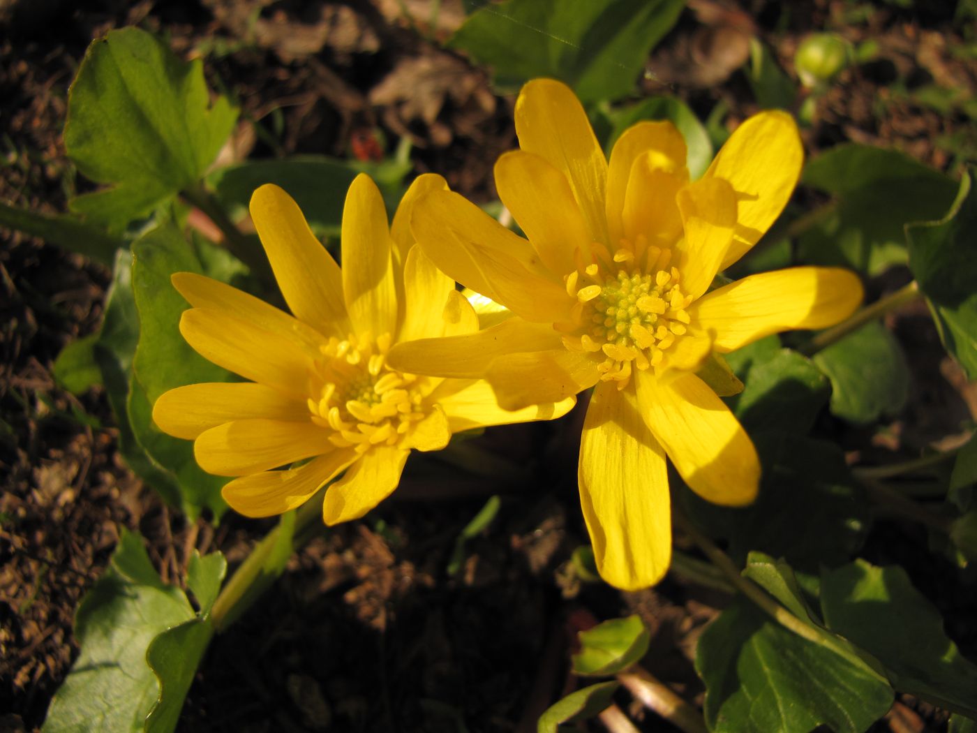 Image of Ficaria verna specimen.