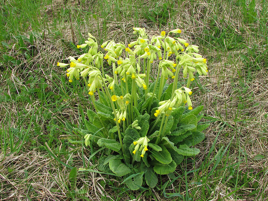 Image of Primula veris specimen.