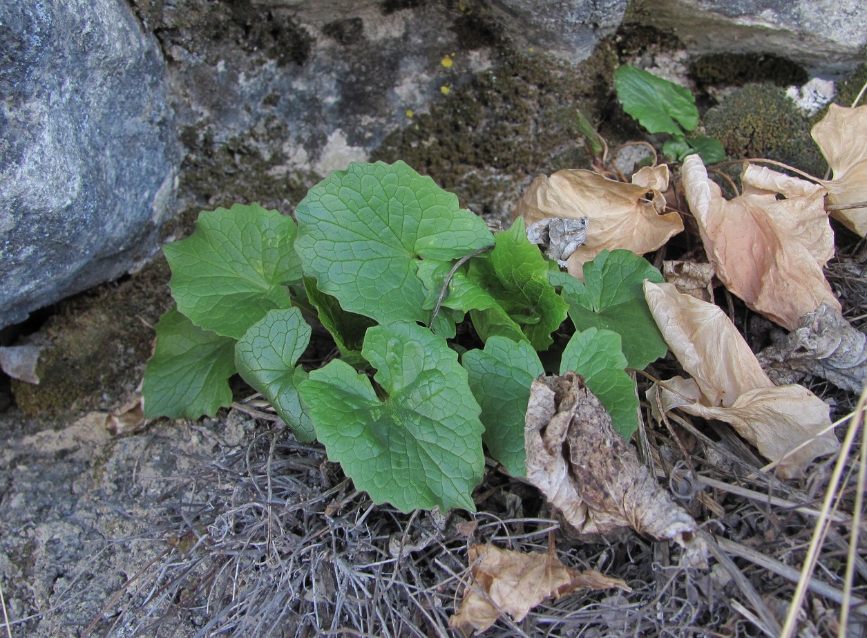 Изображение особи Valeriana tiliifolia.