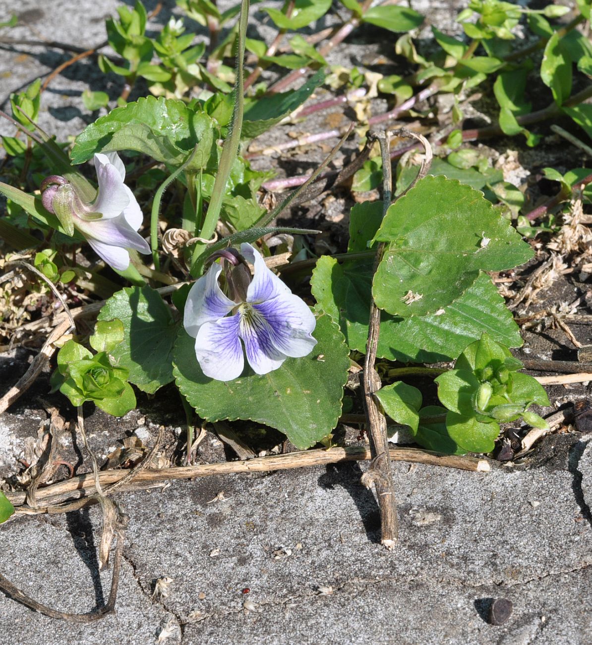 Image of Viola sororia f. priceana specimen.