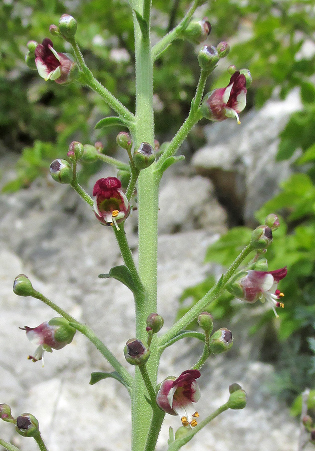 Изображение особи Scrophularia rupestris.