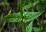 Scutellaria hastifolia