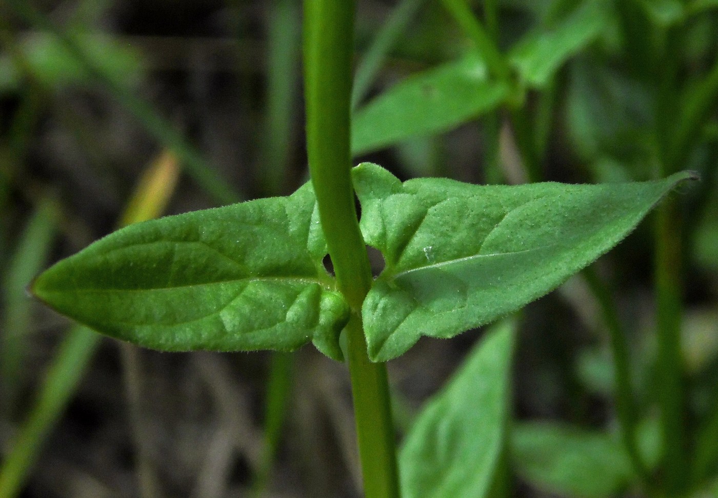 Image of Scutellaria hastifolia specimen.