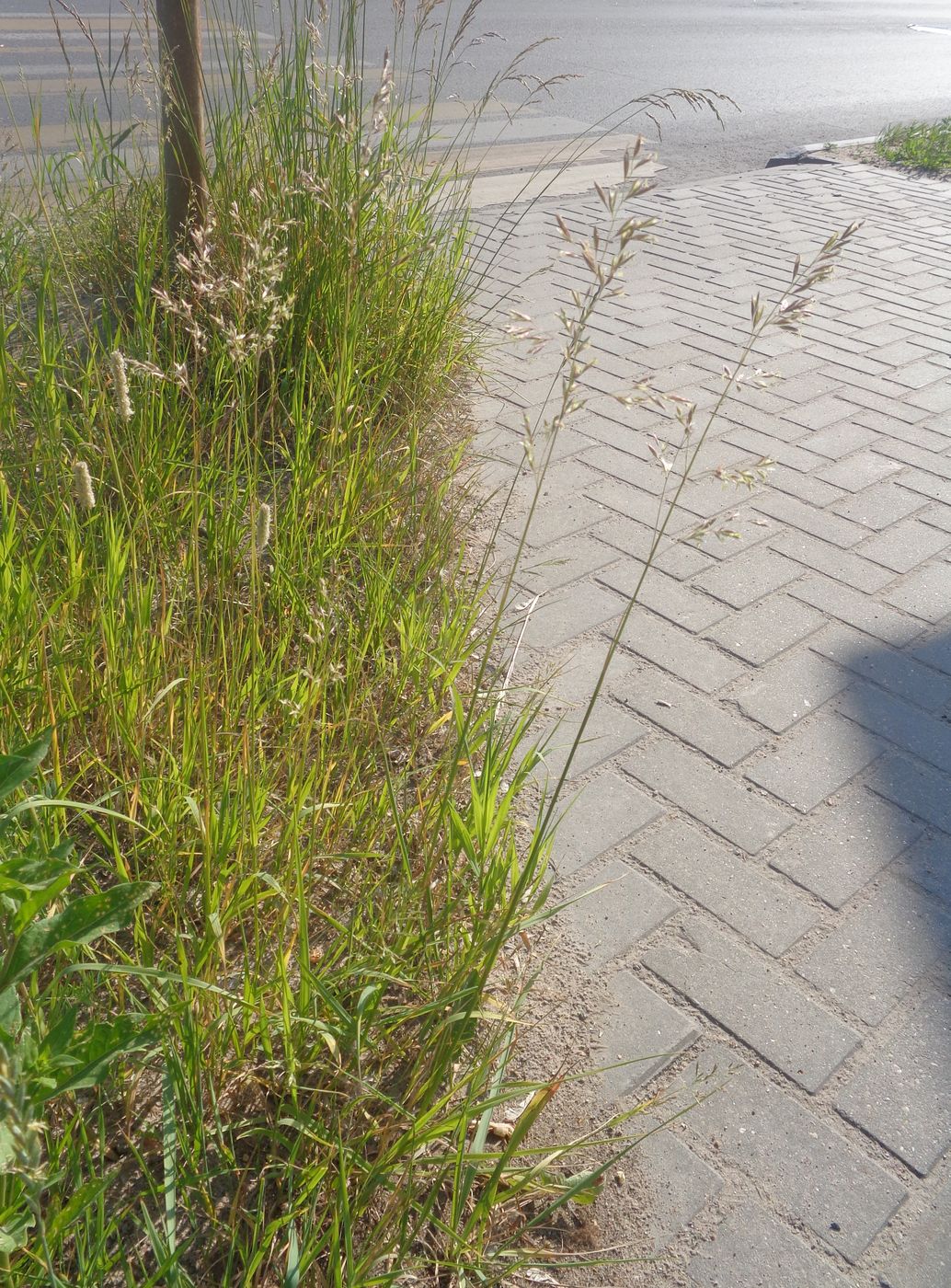 Image of Festuca pratensis specimen.