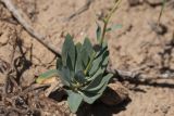 Haplophyllum ferganicum