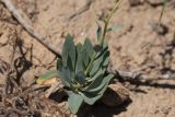 Haplophyllum ferganicum. Нижняя часть цветущего растения. Узбекистан, Наманганская обл., Янгикурганский р-н, окр. пгт Янгикурган, сев. берег Эскиерского вдх., глинистый склон. 14.05.2019.