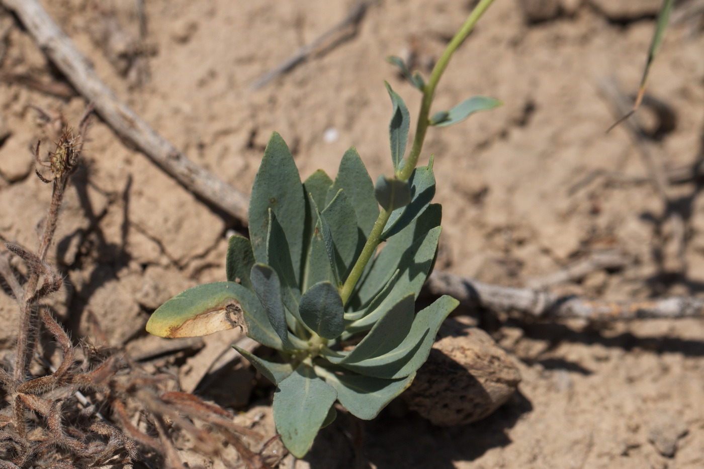 Image of Haplophyllum ferganicum specimen.