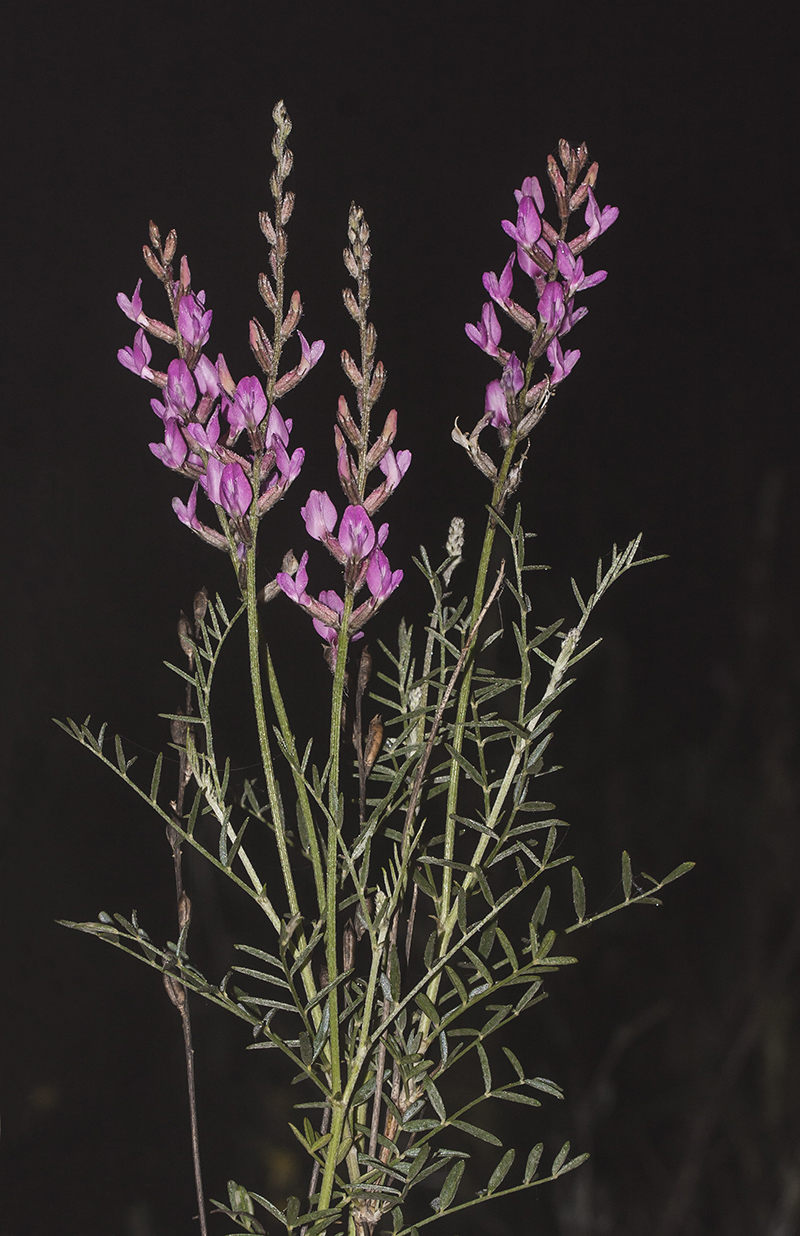 Image of Astragalus barbidens specimen.