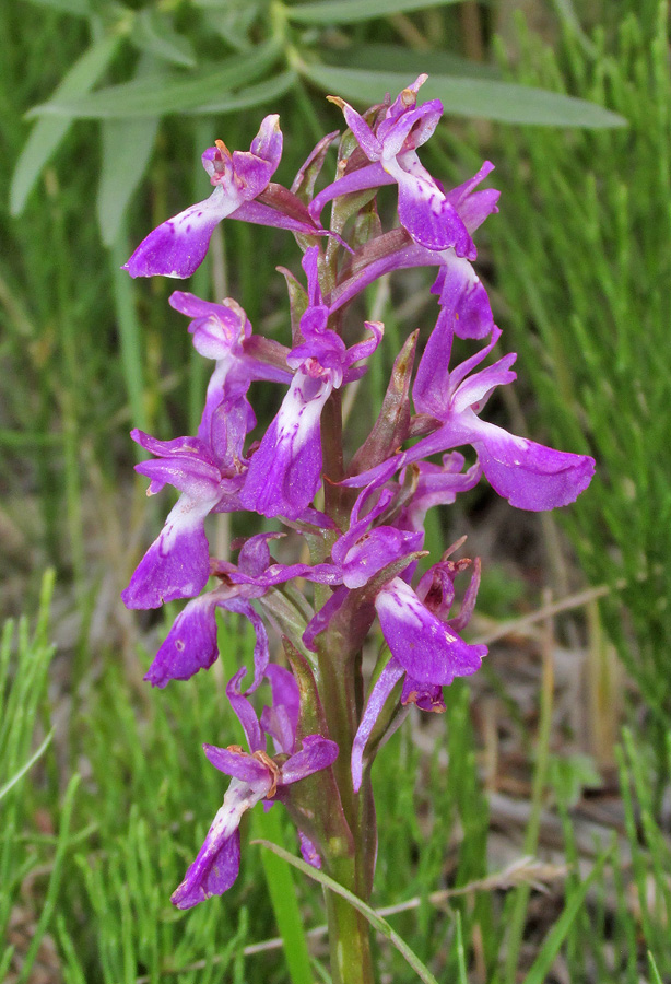 Изображение особи Dactylorhiza salina.