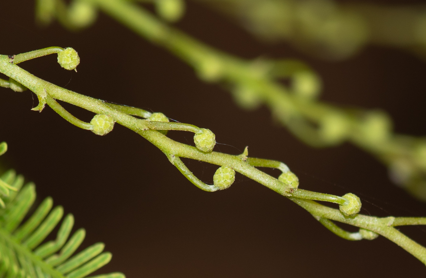 Изображение особи Acacia baileyana.