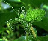 Cucurbita pepo. Верхушка побега с бутоном, развивающимися листьями и усиками. Московская обл., Раменский р-н, окр. дер. Хрипань, садовый участок. 13.08.2019.