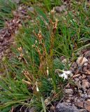 Dianthus acicularis