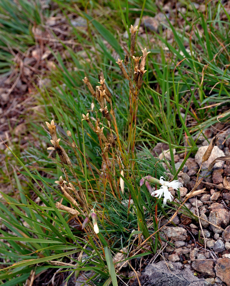 Изображение особи Dianthus acicularis.