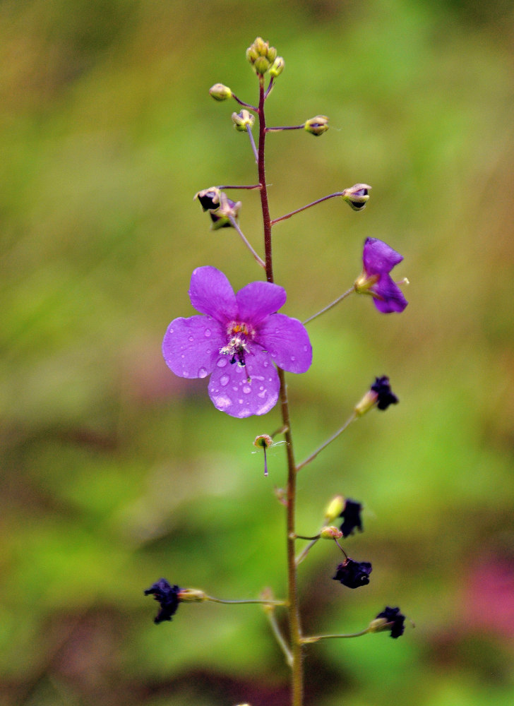 Image of Verbascum phoeniceum specimen.