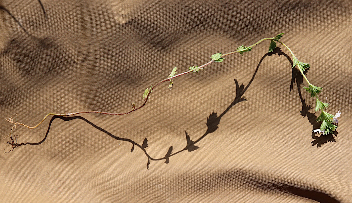 Image of Euphrasia fennica specimen.