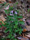 Teucrium chamaedrys. Цветущее растение. Сербия, национальный парк Тара, плоскогорье Равна Тара, западный берег оз. Заовине, опушка сосняка. 09.07.2019.